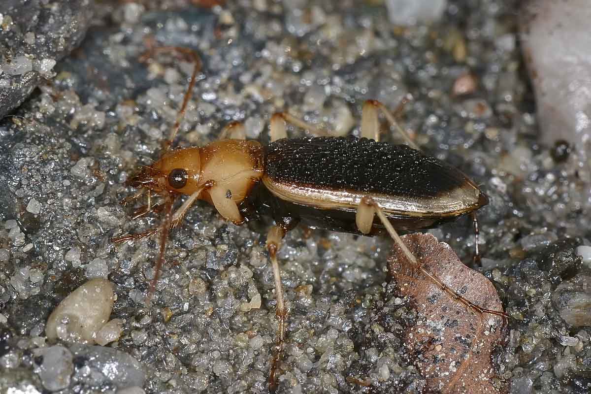 Nebria psammodes  (Carabidae) -  Avigliana (TO)